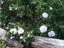 Gleam rose photo