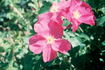 Bertha rose photo