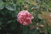 Carlos Perpetual rose photo