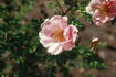 Prairie Charm rose photo