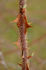<i>Rosa</i> x <i>pteragonis</i> M.Krause ex Kordes rose photo