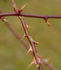 <i>Rosa</i> x <i>pteragonis</i> M.Krause ex Kordes rose photo