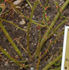 Buisman's Triumph rose photo