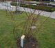 Dr. Johann Schmadlak rose photo