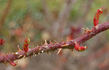Dr. Johann Schmadlak rose photo