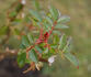 Heinfels rose photo