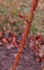 Antoine Schurz rose photo