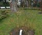 Oskar Scheerer rose photo
