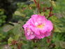 Betty Bugnet rose photo