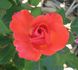 Lasting Peace rose photo