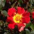 Terre rose photo