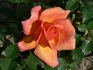 Joey's Palace rose photo