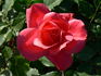 Pernille Poulsen ® rose photo