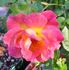 Ambassador (hybrid tea, Hjermind rose photo