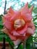 Sunbonnet Sue rose photo