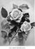 Honorable Edith Gifford rose photo