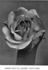 Ernest Metz rose photo