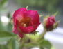 Kara rose photo