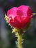 Kara rose photo