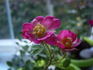 Kara rose photo