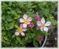 Hi rose photo