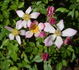 Hi rose photo