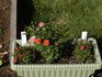 Orange Twist rose photo