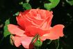 Lasting Peace rose photo