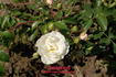 Galatea rose photo
