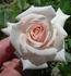 Pink Porcelain rose photo