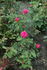 Jennie Butchart rose photo