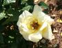 Arlene Francis rose photo