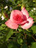 Elegant Design rose photo