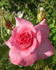 Elegant Design rose photo