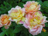 Paul Cézanne ® rose photo