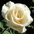 Snow Queen rose photo