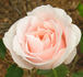 Priceless Pearl rose photo