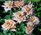 Brownie rose photo