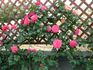 Great Koster rose photo