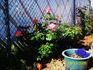Privet iz Alma-Aty rose photo