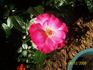 Privet iz Alma-Aty rose photo