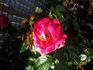 Privet iz Alma-Aty rose photo