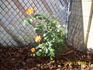 Privet iz Alma-Aty rose photo