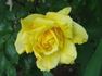 Golden Charm rose photo