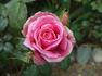 Jean du Tilleux rose photo