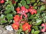 Anytime rose photo