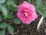 Doris Bennett rose photo