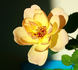 Coral Dawn x Golden Celebration rose photo