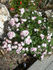 Pink Heather rose photo