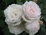 Heinrich Blanc rose photo